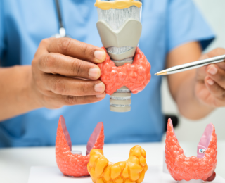 endocrinology gland image